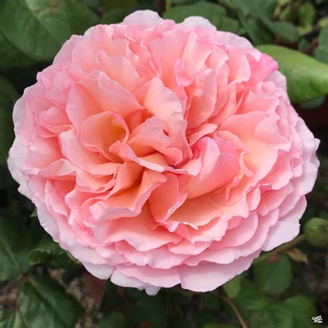 princess charlene de monaco rose for sale